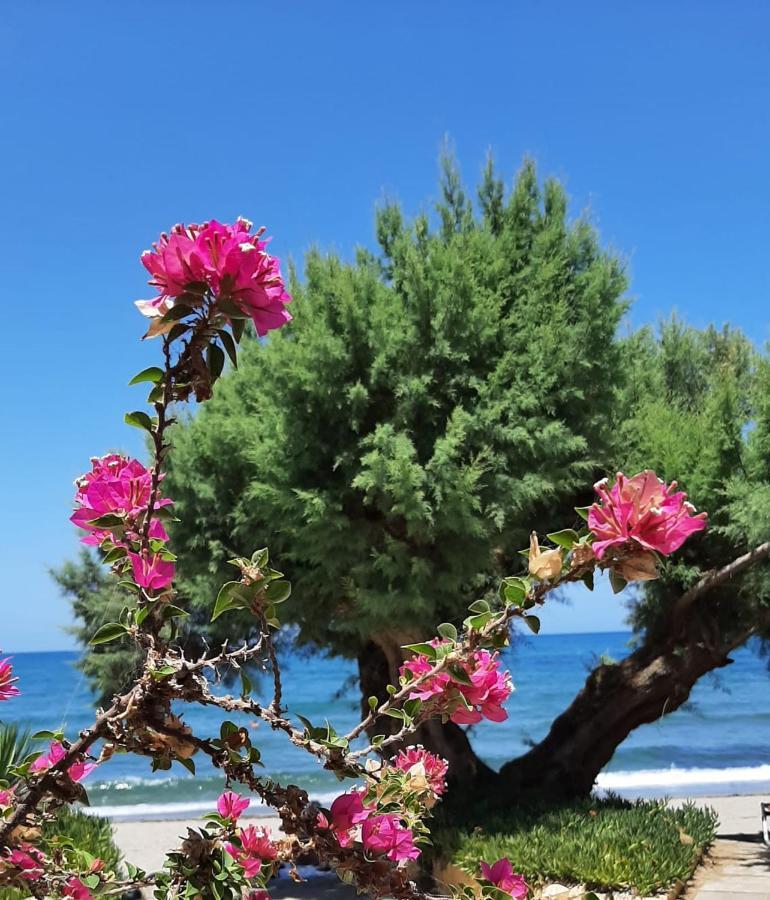 Erofili Aparthotel Agia Marina  Bagian luar foto